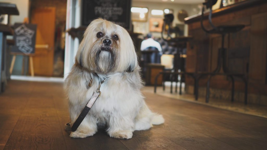 Best Dog Friendly Pubs in the UK