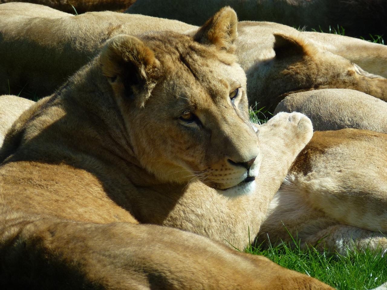 Lions at Longleat Safari Park