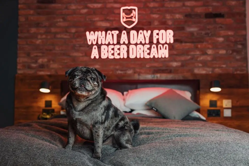 Image of a Pug Crossbreed sitting on a double bed. There's a big sign on the wall behind them saying "What a day for a beer dream"