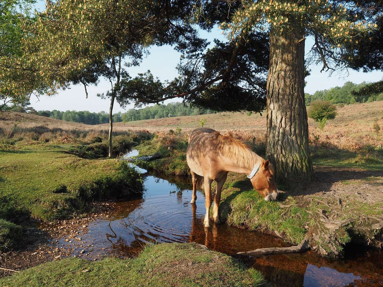 New Forest Hampshire - Places to get away from it all