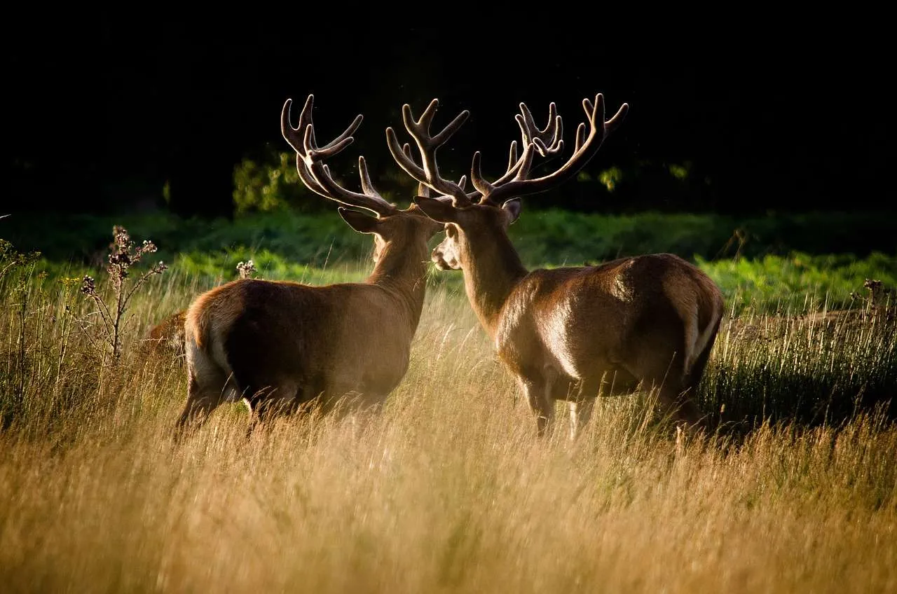 Richmond Park, London, Deer Spotting