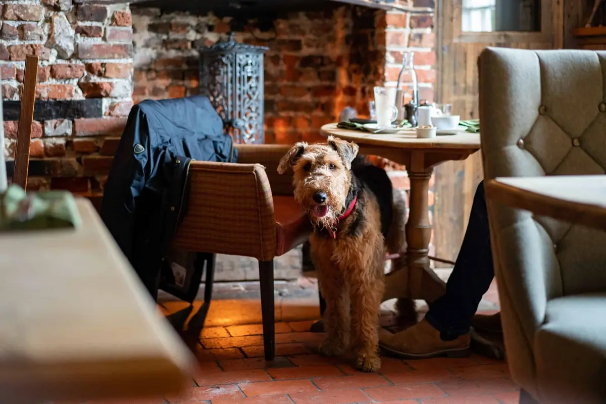 The Royal Oak indoor seating area with a dog by the fire. 