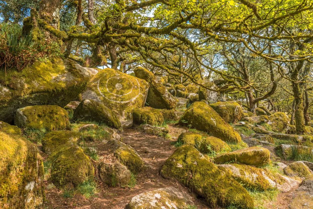 Wistman's wood, Devon - Enchanting UK Destinations 