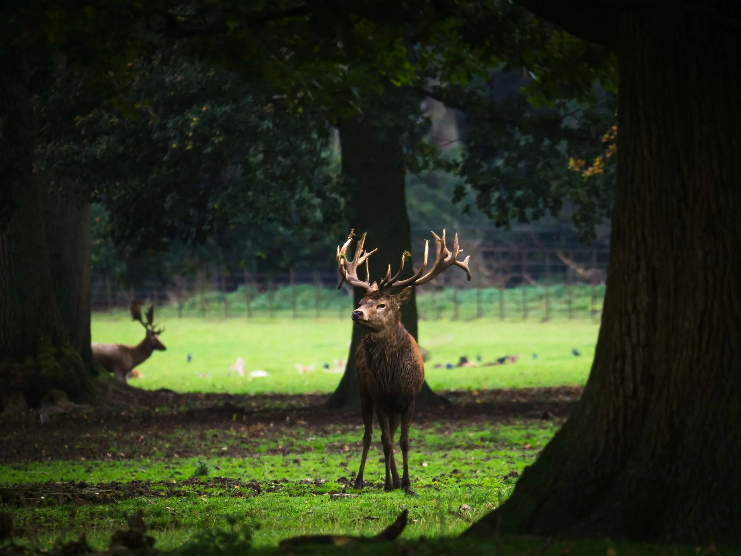 Woburn Bedfordshire, Deer Spotting
