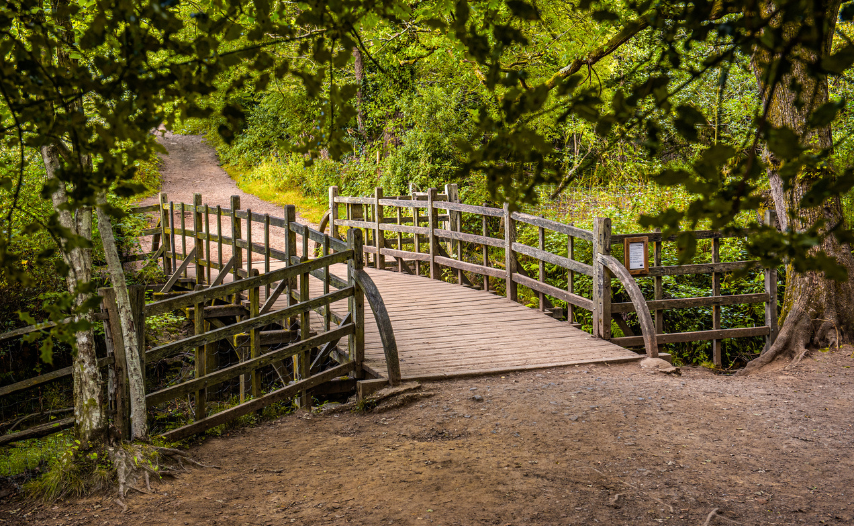 Ashdown Forest (Hundred Acre Wood), Sussex