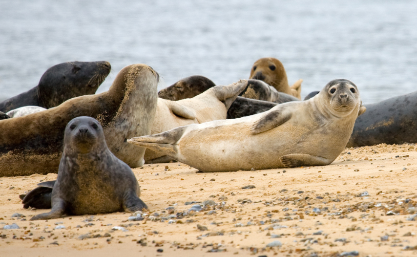 Blakeney Point, Norfolk - Seal Colonies