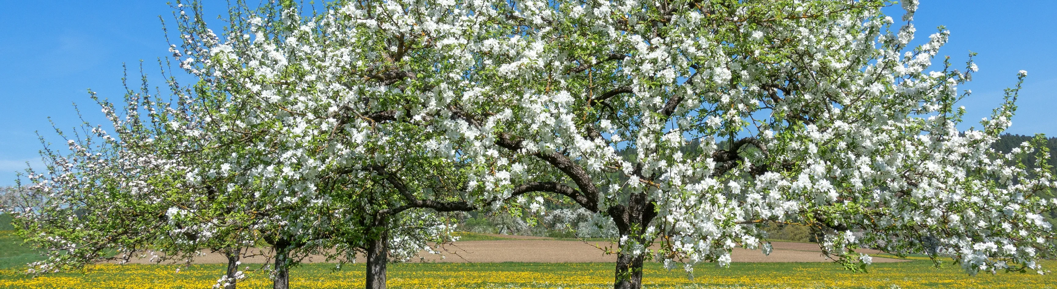 Blooming apple trees in a row on a flower meadow