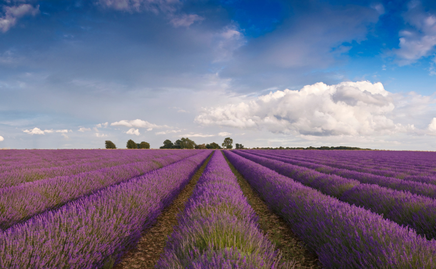 Lavender Fields, Norfolk