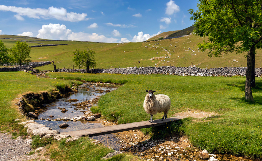 Malham Cove Walk