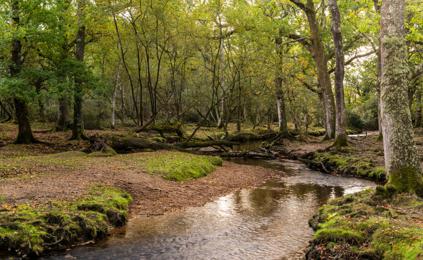 New Forest