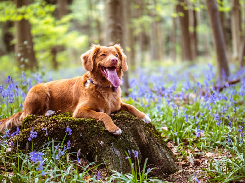 Dog Friendly Pubs