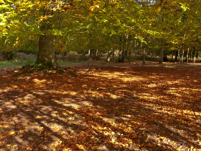 Ashridge Woodland Walk